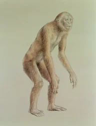 Ramapithecus